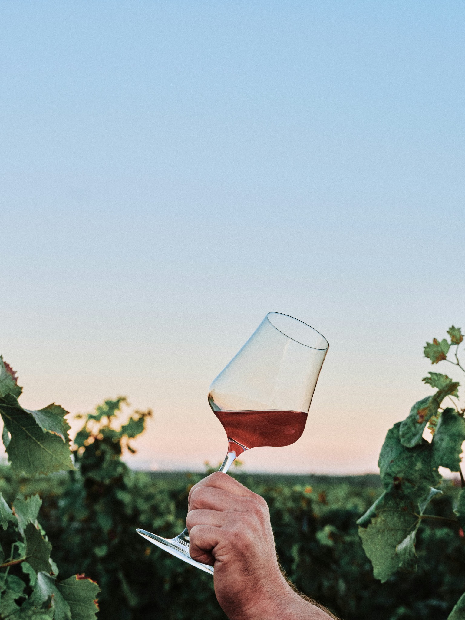 Autumn in the Vineyard